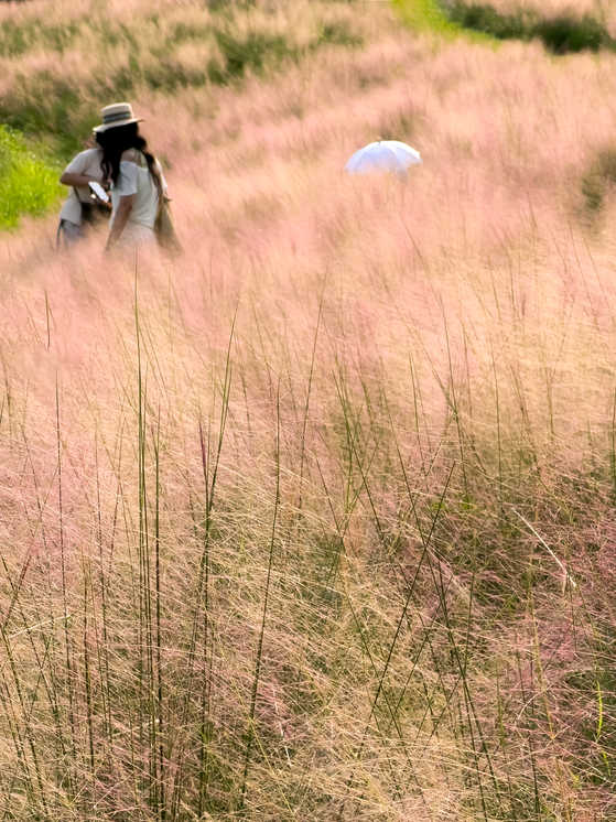 自然系列 IMG_8016